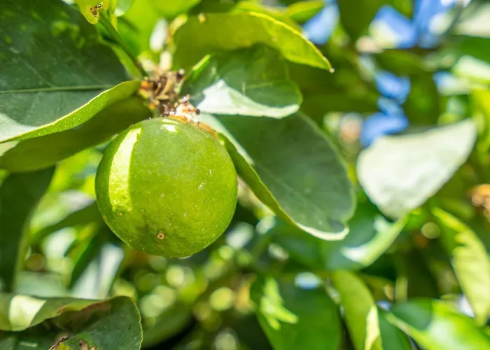 La Laja With 5 Bedrooms And Sea View Villa *